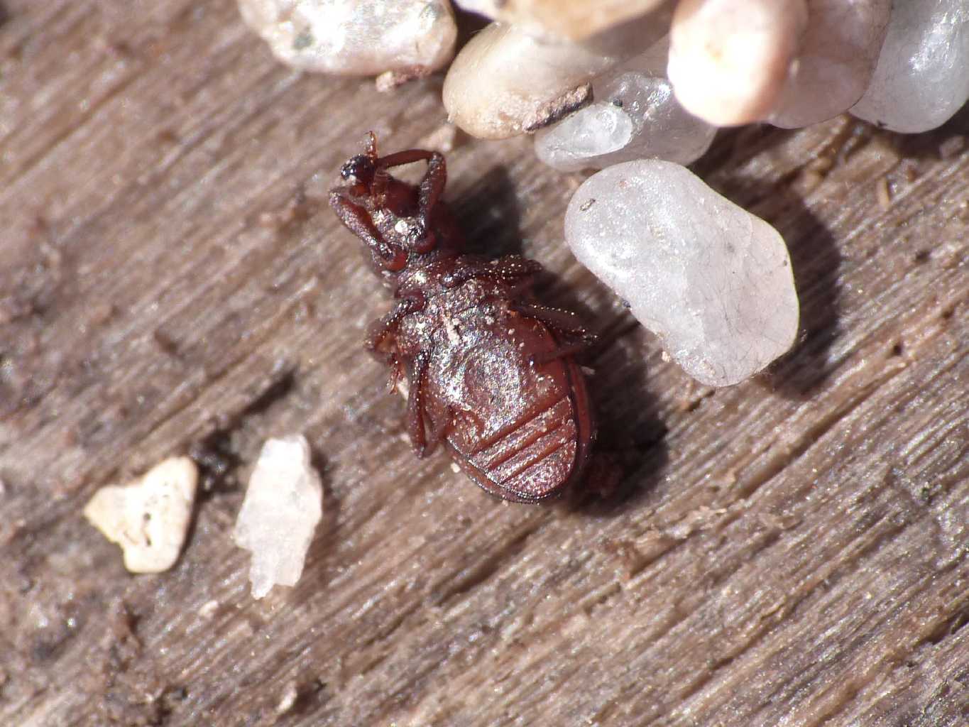 Piccolo Curculionidae di spiaggia - Styphloderes exsculptus